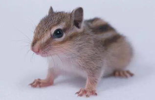 金辮大將軍為什麼是屬鼠的,金辨大將軍的介紹