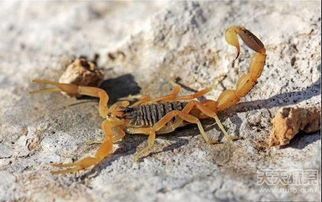 以色列金蠍是什麼屬的,有養蠍子的嗎它生活的溫度是多少