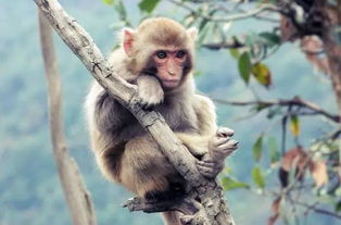 屬火的猴子穿什麼顏色,屬猴什麼顏色最吉利