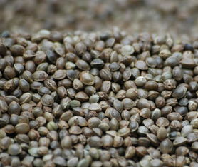 巴馬火麻籽屬寒性還是上火,哺乳期能吃火麻子嗎?