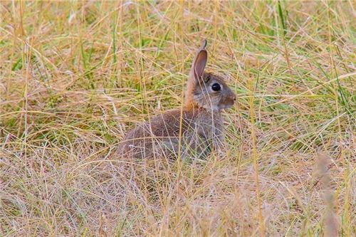 87屬兔丁卯火命買幾樓好,1987年農歷8月22屬兔的人2016年運程感情財運健康