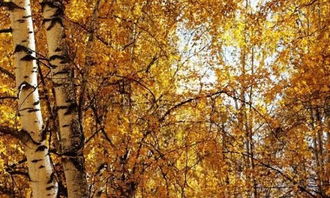 五行屬木和火的食物有哪些,什麼東西屬火