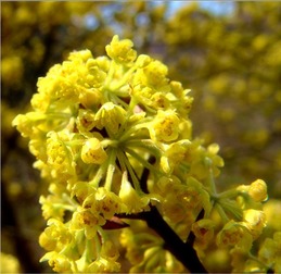 為什麼木姜子屬壽命那麼短,生命很短的一種昆蟲