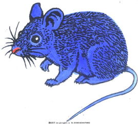 金翅鳥五行屬什麼,金翅鳥是什麼神話里的聖獸啊?