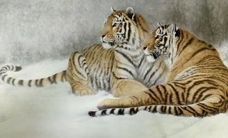 三才金土金屬吉還是屬凶,五行和三才配置測凶吉有什區別