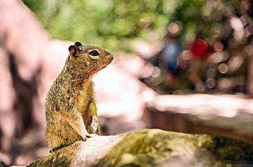 12月屬鼠是什麼火命嗎,鼠年12月14號出生的屬於金.木.水.火.土那個命