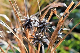 水馬命和楊柳木命五行屬什麼,今年馬年屬什麼命?