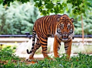 86火命屬虎男大門口,請問男方是86年的屬虎火命女方是90年的屬馬土命選什麼日子結婚好