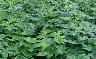 八角金盤炭疽病是什麼屬,請幫看看我家八角金盤得了什麼病?該怎麼辦呢