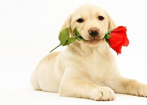 屬狗在五行當中屬火,狗狗五行屬什麼