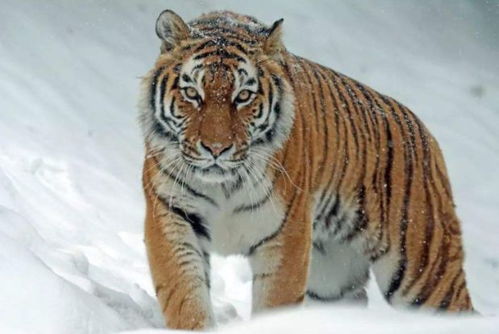 怎麼知道屬虎是金虎,如何分辨金虎與仙人球