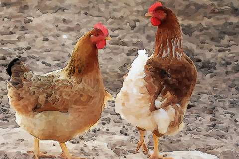 1993屬水雞命床頭方向好,屬雞人次房間的床頭西面好嗎