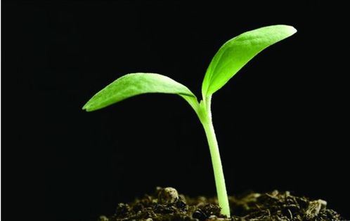 五行屬金鐵掃帚命如何,請問女生鐵掃帚命怎麼破解