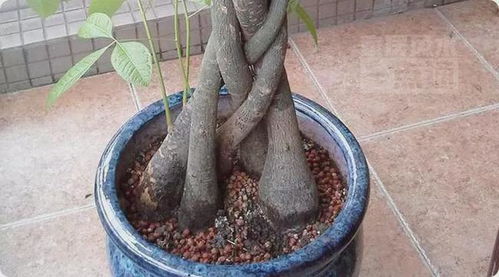 什麼是屬金的物品,什麼食物屬金