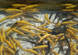 虹鱒魚金鱒魚是哪個科屬,冷水魚金樽跟高白鮭的區別?