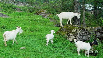 屬羊怎麼看金羊土羊,土羊命格有什麼特點?