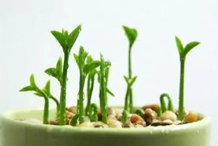 西方屬金能放哪些盆栽,五行屬金的人,辦公室的養什麼植物