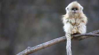 屬猴的男人是水命還是火命,屬猴在五行屬什麼