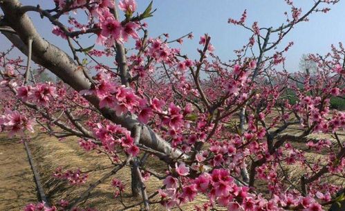 什麼地方的桃樹屬火,桃樹是屬於哪一類的?