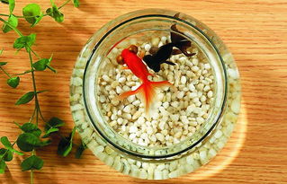 五行屬金的人養魚好嗎,五行屬金的人可以在家裡養魚嗎?