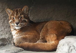 4.屬於亞洲金貓屬的是雲貓,金貓屬的分類