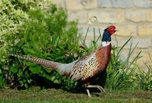 雞在五行中屬什麼,屬雞的五行是什麼