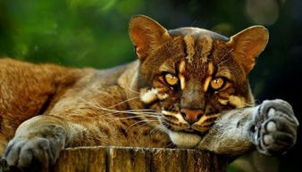 亞洲金貓屬美洲金貓屬,美洲金貓屬的保護級別