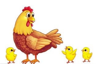 酉雞在十二生肖哪一屬金,屬雞是哪年出生的?