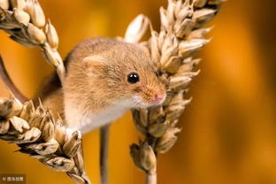 屬鼠的人哪天進火好,屬鼠人出生日的命運,屬鼠人哪天出生最好