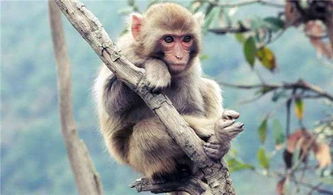 屬猴帶木水字的名字大全,我的女兒屬猴姓陳名字取個要帶木的好名字