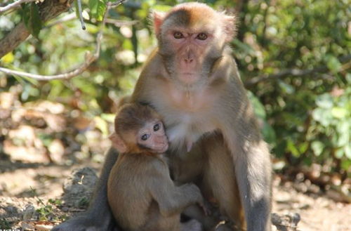 屬猴人缺水不能佩戴金,屬猴白羊座女生缺金和水適合戴什麼水晶手鏈