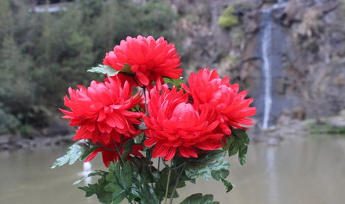 屬馬火命養什麼花,屬馬的幸運花是什麼花
