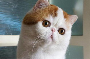 五行屬火能養加菲貓嗎,加菲貓為什麼不能養?