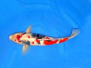 屬鼠五行缺火養什麼魚好,十二屬相各有養魚吉位有哪些介紹?