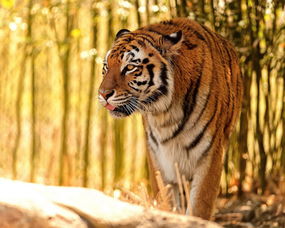 屬虎缺金可以戴黃金嗎,屬虎的人能帶黃金玉佛嗎