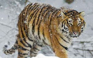 1986屬虎是哪裡的火命,1986年屬虎爐中火命是什麼意思