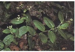 火殃勒是什麼科屬,種植火殃勒有哪些注意事項?