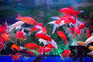 屬虎五行缺金養什麼魚,屬虎養什麼魚