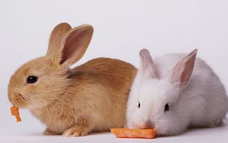 87屬兔火兔的性格和脾氣,1987年屬兔的一般都有哪些特徵?