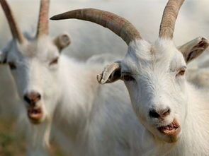 屬羊缺金土旺怎麼破,梔子花老是黃葉子,怎麼回事