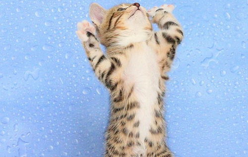 五行屬金的女孩適合養貓嗎,五行屬金缺木的女人可以戴黑曜石或者黑瑪瑙嗎?