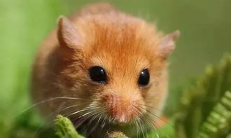 屬鼠的海中金命什麼意思,海中金命是什麼意思