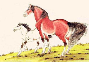 屬馬又屬火是哪的,屬馬是哪一年出生的?