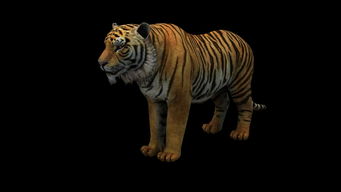 屬虎火虎名字大全集,屬虎人起名有什麼講究?