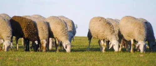 屬羊女性火命好不好,為什麼說屬羊女子命不好?