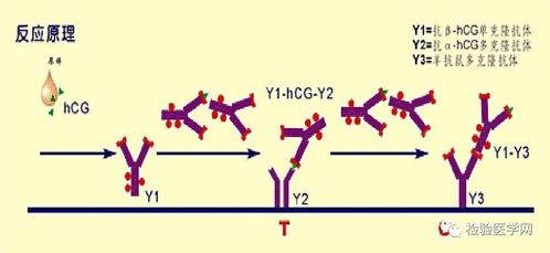 種屬鑒定膠體金標記法,膠體金法怎麼用?
