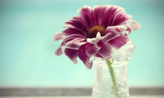 屬火的人怎麼相處,23期:今期就看小數號,蛇虎豬肖有參考,送:紅綠特波好,是什麼生