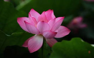 五行屬火的掛荷花,五行屬火缺土家裡客廳掛的書畫作品