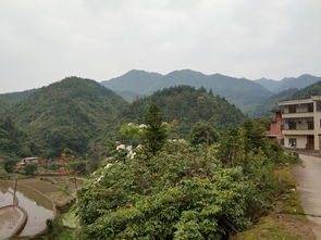 陰宅乾山巽向屬金還是屬木,算算是東四命還是西四命