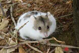 屬鼠人為何丙火重,屬鼠人把什麼放第一位?